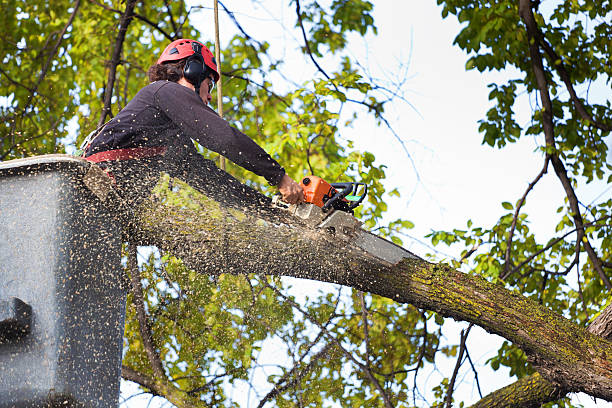 Tree Root Removal in East Grand Forks, MN